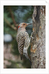 Flicker by Anonymous