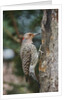 Flicker by Anonymous