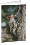 Flicker by Anonymous