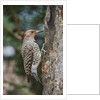 Flicker by Anonymous