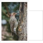 Flicker by Anonymous