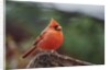 Nothern Cardinal by Anonymous