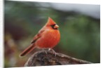 Nothern Cardinal by Anonymous