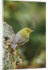 Pine Warbler by Anonymous