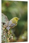 Pine Warbler by Anonymous