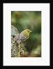 Pine Warbler by Anonymous