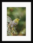 Pine Warbler by Anonymous