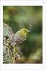 Pine Warbler by Anonymous