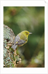 Pine Warbler by Anonymous