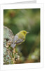 Pine Warbler by Anonymous