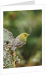 Pine Warbler by Anonymous