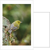 Pine Warbler by Anonymous