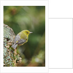 Pine Warbler by Anonymous