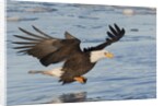 Bald Eagle fishing by Anonymous