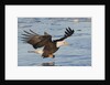 Bald Eagle fishing by Anonymous