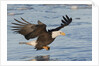 Bald Eagle fishing by Anonymous
