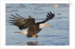 Bald Eagle fishing by Anonymous