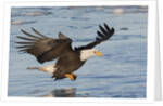 Bald Eagle fishing by Anonymous