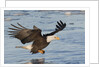 Bald Eagle fishing by Anonymous