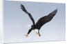 Bald Eagle dives with talons out by Anonymous