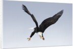Bald Eagle dives with talons out by Anonymous