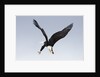 Bald Eagle dives with talons out by Anonymous
