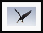 Bald Eagle dives with talons out by Anonymous