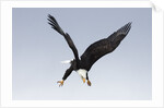 Bald Eagle dives with talons out by Anonymous