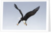 Bald Eagle dives with talons out by Anonymous