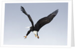 Bald Eagle dives with talons out by Anonymous