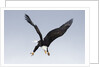 Bald Eagle dives with talons out by Anonymous