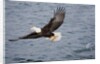 Bald Eagle catchs a fish in it's talons by Anonymous