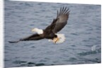 Bald Eagle catchs a fish in it's talons by Anonymous