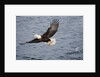 Bald Eagle catchs a fish in it's talons by Anonymous