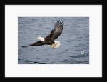 Bald Eagle catchs a fish in it's talons by Anonymous