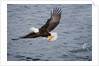 Bald Eagle catchs a fish in it's talons by Anonymous