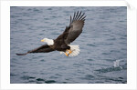 Bald Eagle catchs a fish in it's talons by Anonymous