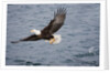 Bald Eagle catchs a fish in it's talons by Anonymous