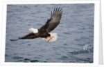 Bald Eagle catchs a fish in it's talons by Anonymous