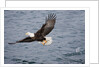 Bald Eagle catchs a fish in it's talons by Anonymous