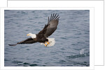 Bald Eagle catchs a fish in it's talons by Anonymous