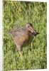 Clapper Rail with crab in it's bill by Anonymous