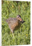 Clapper Rail with crab in it's bill by Anonymous