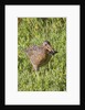 Clapper Rail with crab in it's bill by Anonymous