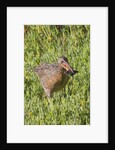 Clapper Rail with crab in it's bill by Anonymous