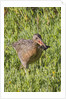 Clapper Rail with crab in it's bill by Anonymous