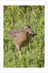 Clapper Rail with crab in it's bill by Anonymous