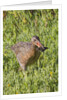Clapper Rail with crab in it's bill by Anonymous