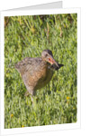 Clapper Rail with crab in it's bill by Anonymous