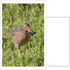 Clapper Rail with crab in it's bill by Anonymous